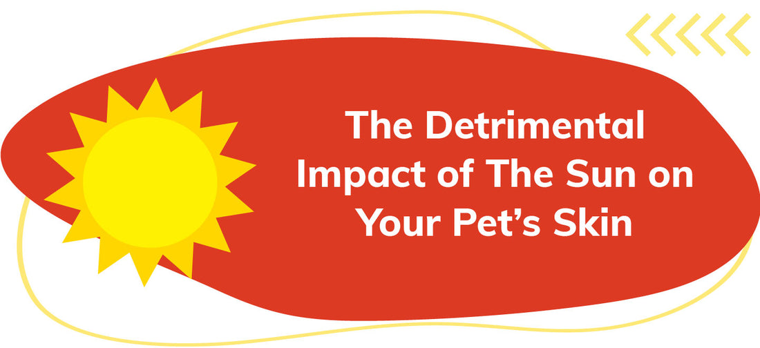 Lillidale - The Detrimental Impact of The Sun on Your Pet's Skin