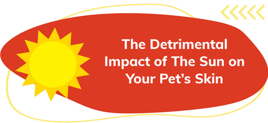 Lillidale - The Detrimental Impact of The Sun on Your Pet's Skin
