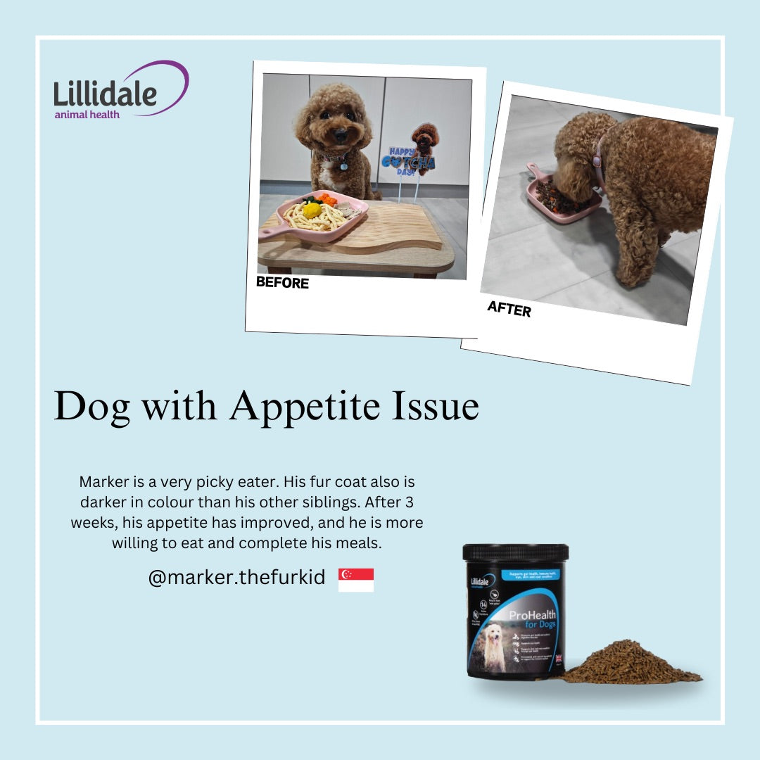Lillidale Testimonial ProHealth for Dogs - Appetite