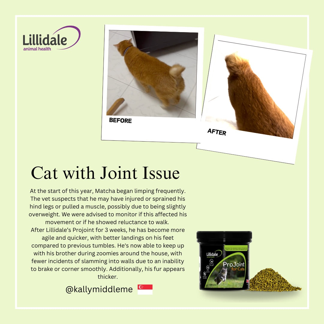 Lillidale Testimonials ProJoint for Cats - Limping